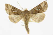 Autographa macrogamma