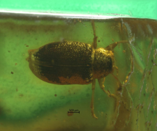 Chrysomelidae