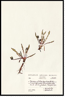 Taraxacum palustre (Lyons) Symons