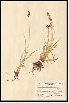 Carex leporina L.