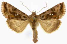 Autographa pulchrina