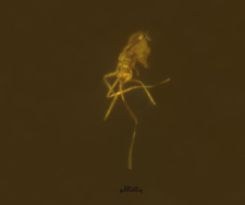 Diptera (Nematocera)