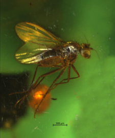 Dolichopodidae