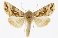 Autographa pulchrina