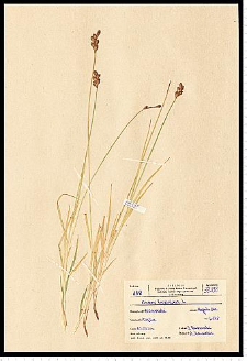 Carex leporina L.