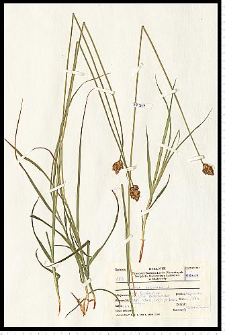 Carex leporina L.
