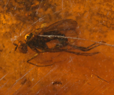 Dolichopodidae