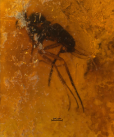 Dolichopodidae