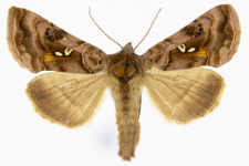 Autographa pulchrina