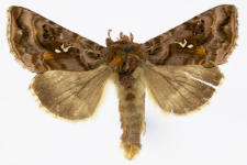 Autographa pulchrina