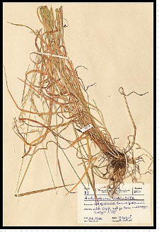 Arrhenatherum elatius (L.) P. Beauv. ex J. Presl & C. Presl