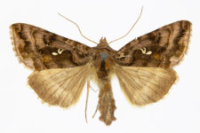 Autographa pulchrina