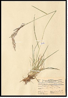 Deschampsia caespitosa (L.) P. Beauv.