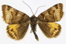 Euclidia glyphica