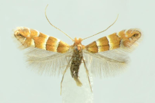 Phyllonorycter nicellii (Stainton, 1851)