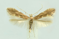 Phyllonorycter connexella (Zeller, 1846)