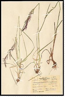 Deschampsia caespitosa (L.) P. Beauv.