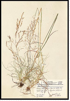 Agrostis canina L.