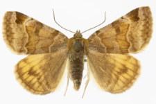 Euclidia glyphica