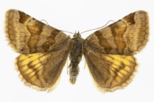 Euclidia glyphica