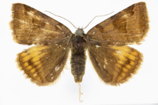 Euclidia glyphica