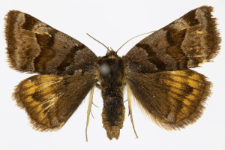 Euclidia glyphica