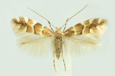 Phyllonorycter klemannella (Fabricius, 1781)