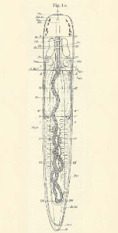 On the production of silk by species of the genus Hilara Meig. (Diptera).