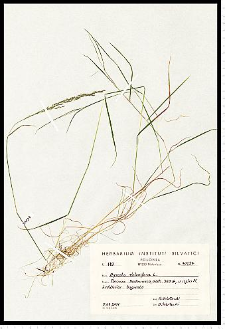 Agrostis stolonifera L.