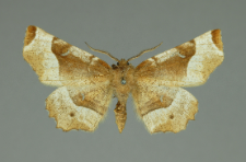 Selenia tetralunaria (Hufnagel, 1767)