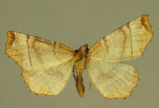 Selenia lunularia (Hübner, 1788)