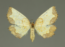 Epione repandaria (Hufnagel, 1767)