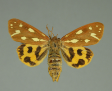 Arctia aulica (Linnaeus, 1758)