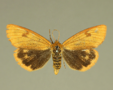 Diacrisia sannio (Linnaeus, 1758)