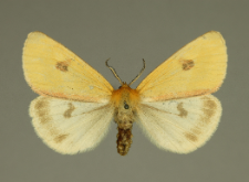 Diacrisia sannio (Linnaeus, 1758)