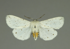 Spilosoma lubricipeda (Linnaeus, 1758)