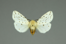 Spilosoma lubricipeda (Linnaeus, 1758)