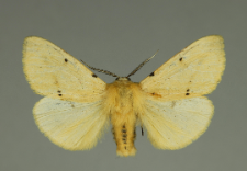 Spilosoma lutea (Hufnagel, 1766)