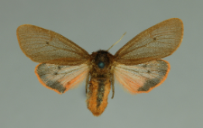 Phragmatobia fuliginosa (Linnaeus, 1758)