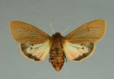 Phragmatobia fuliginosa (Linnaeus, 1758)