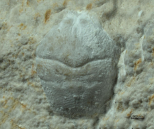 Goniodromites kubai