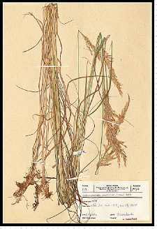 Calamagrostis canescens (Weber) Roth