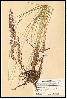 Calamagrostis stricta (Timm) Koeler