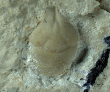 Tanidromites sculpta