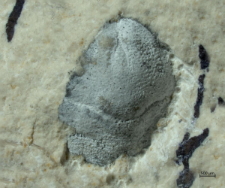 Goniodromites kubai