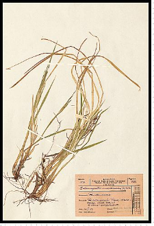 Calamagrostis arundinacea (L.) Roth