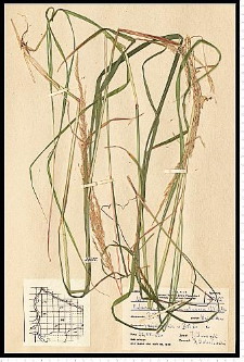 Calamagrostis arundinacea (L.) Roth