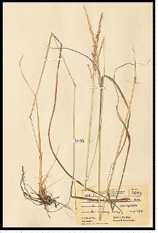 Calamagrostis arundinacea (L.) Roth