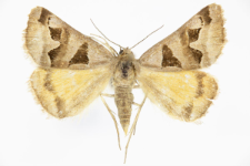 Euclidia triquetra