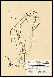 Alopecurus aequalis Sobol.